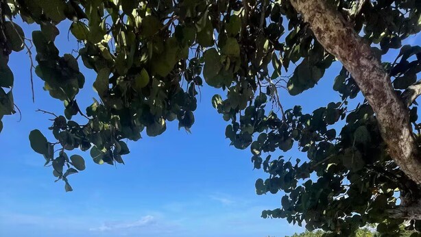 Ein Strand mit klarem Wasser, sandigem Ufer und einem Baum, der Schatten spendet.