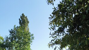En park med olika sorters träd, en gräsyta och ett avlägset kull.