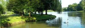 A calm river with swans, surrounded by lush greenery and trees. - Camping 3 étoiles - Piscine  - ccbgedi (Saint-Hilaire-de-Riez)