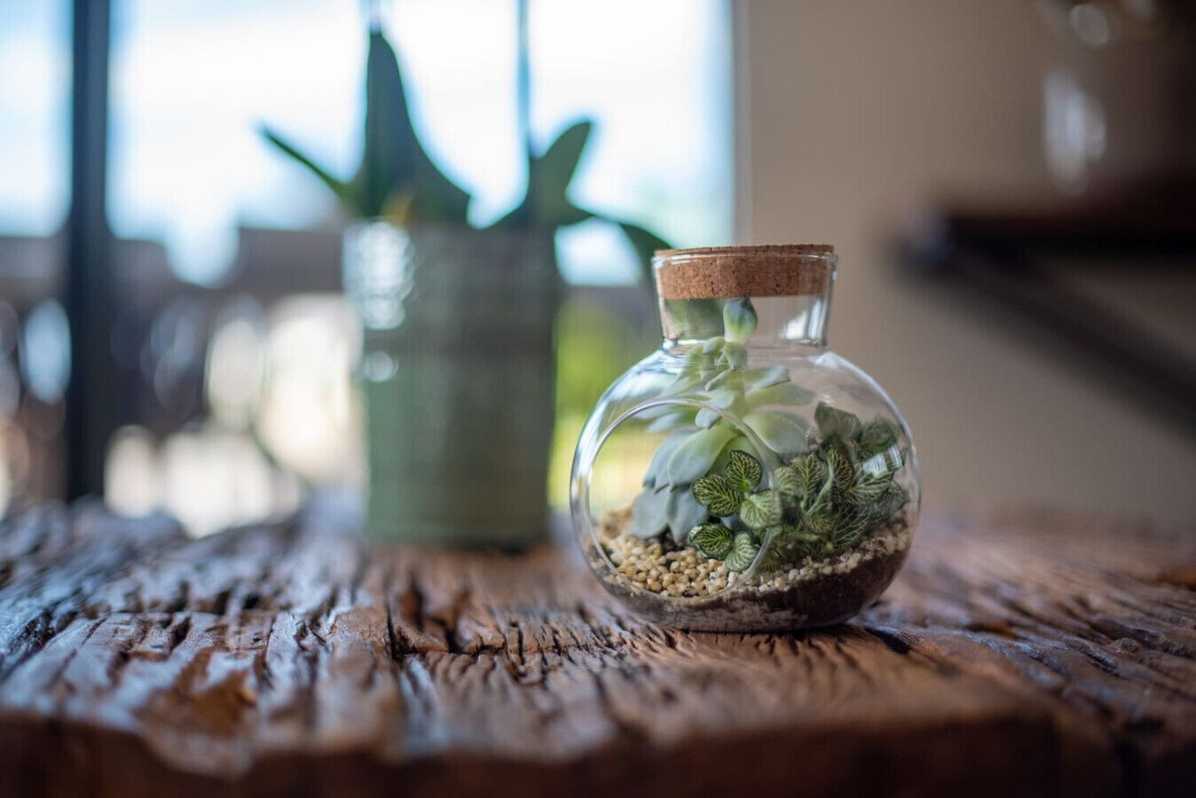 Een klein glazen terrarium met planten op een houten oppervlak.