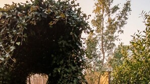 Un sendero de madera que atraviesa un arco tupido de hiedra.