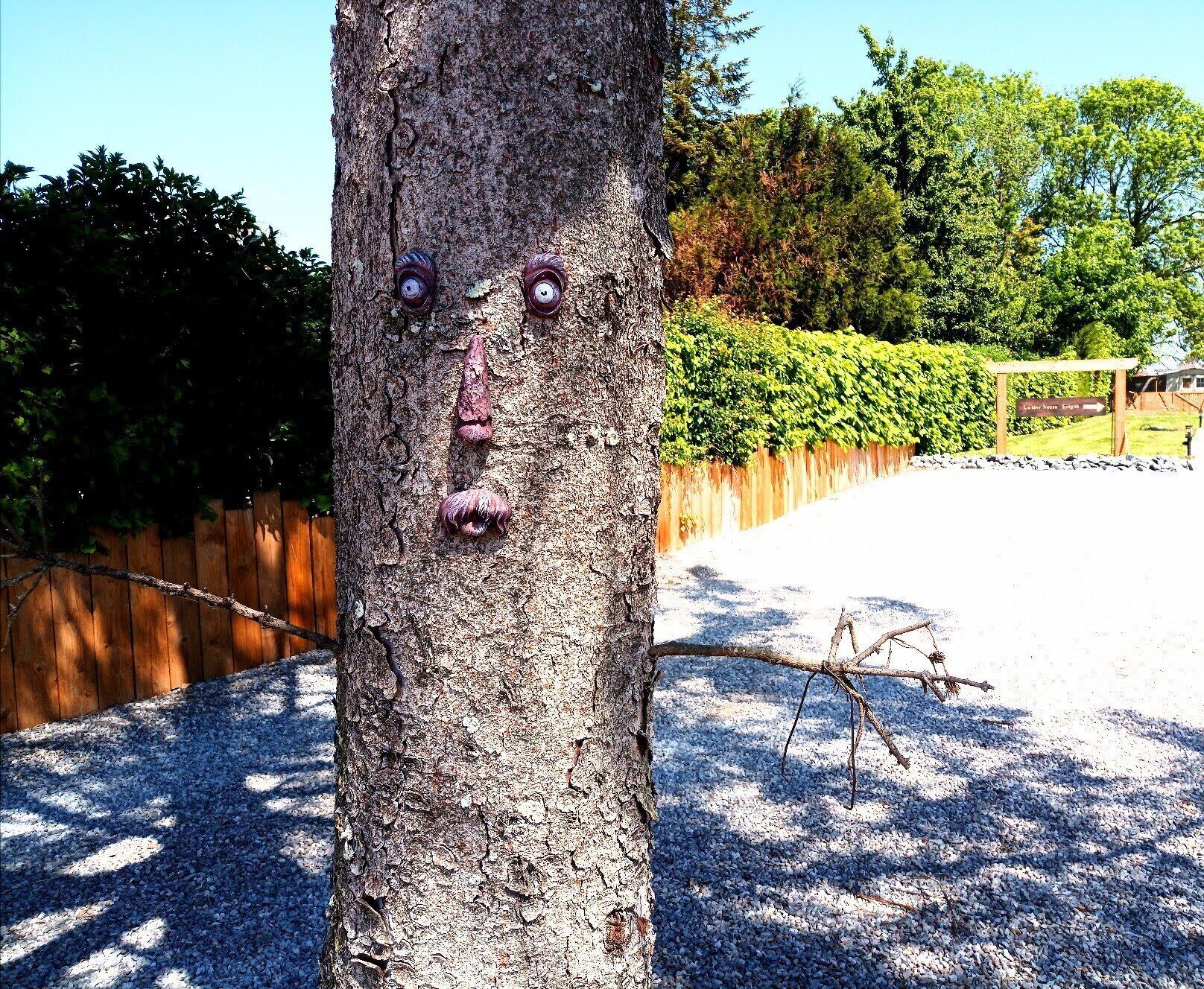 Un árbol con rostros tallados y una valla de madera al fondo.