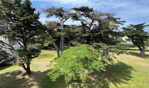 Ein Park mit verschiedenen Bäumen und einer Rasenfläche.