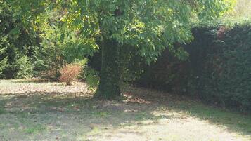 A tree-lined area with a grassy path.