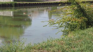 Um corpo d'água tranquilo com patos, cercado por vegetação e edifícios residenciais.