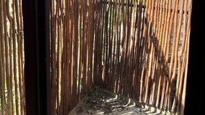 Une clôture en bambou offrant une vue sur des palmiers et un ciel dégagé.