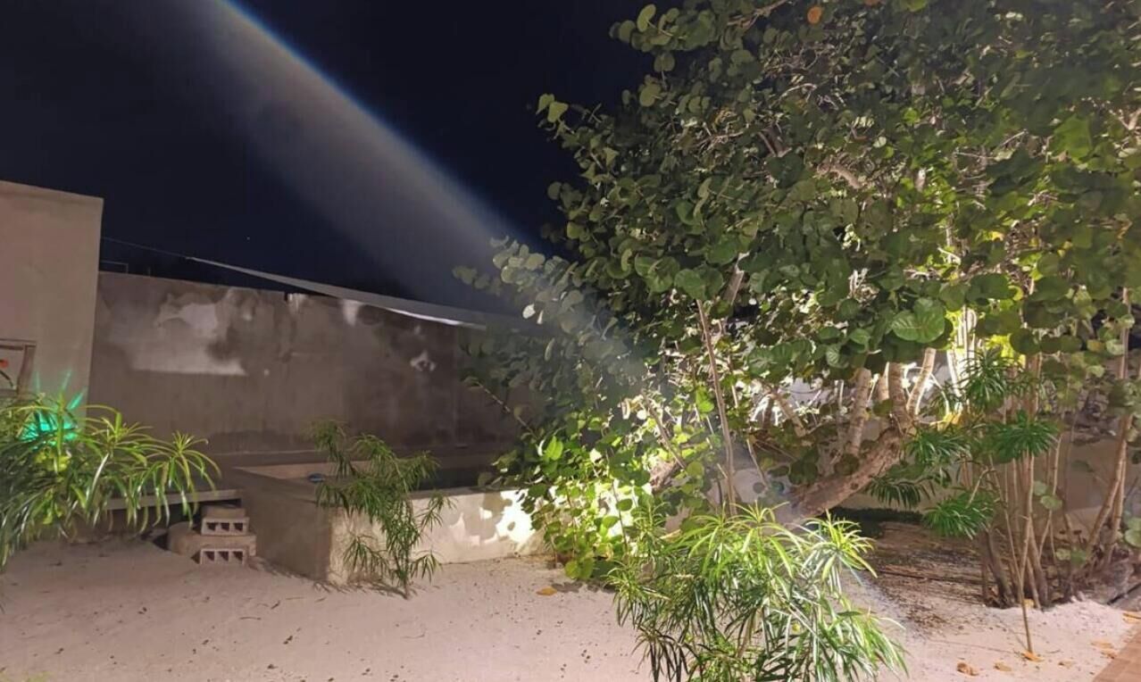 A courtyard with a tree, plants, and a building in the background.
