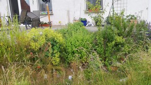 Un jardín residencial con diversas plantas y un patio amoblado.