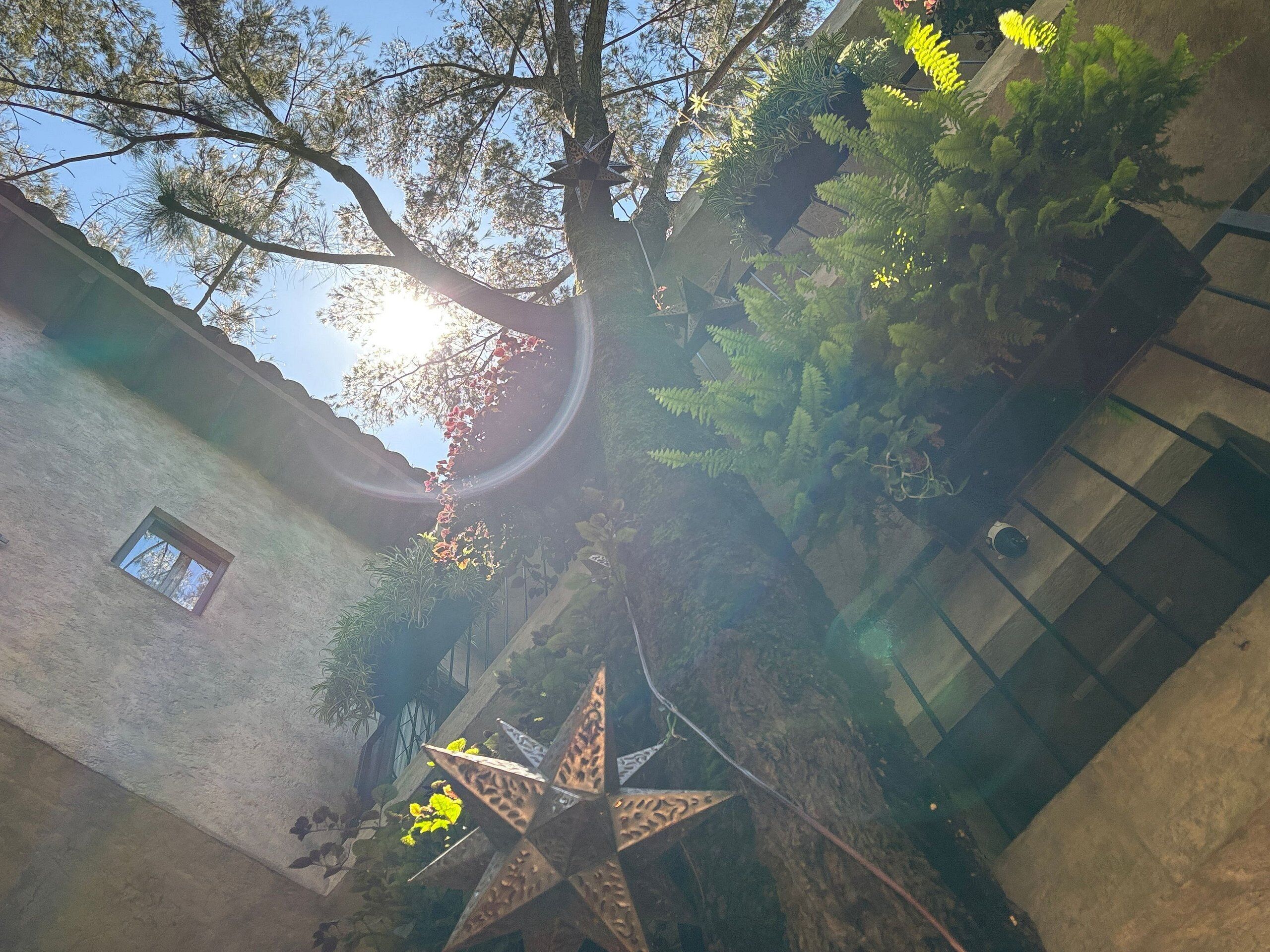 A courtyard with a tree, a metal sculpture, and a building facade.
