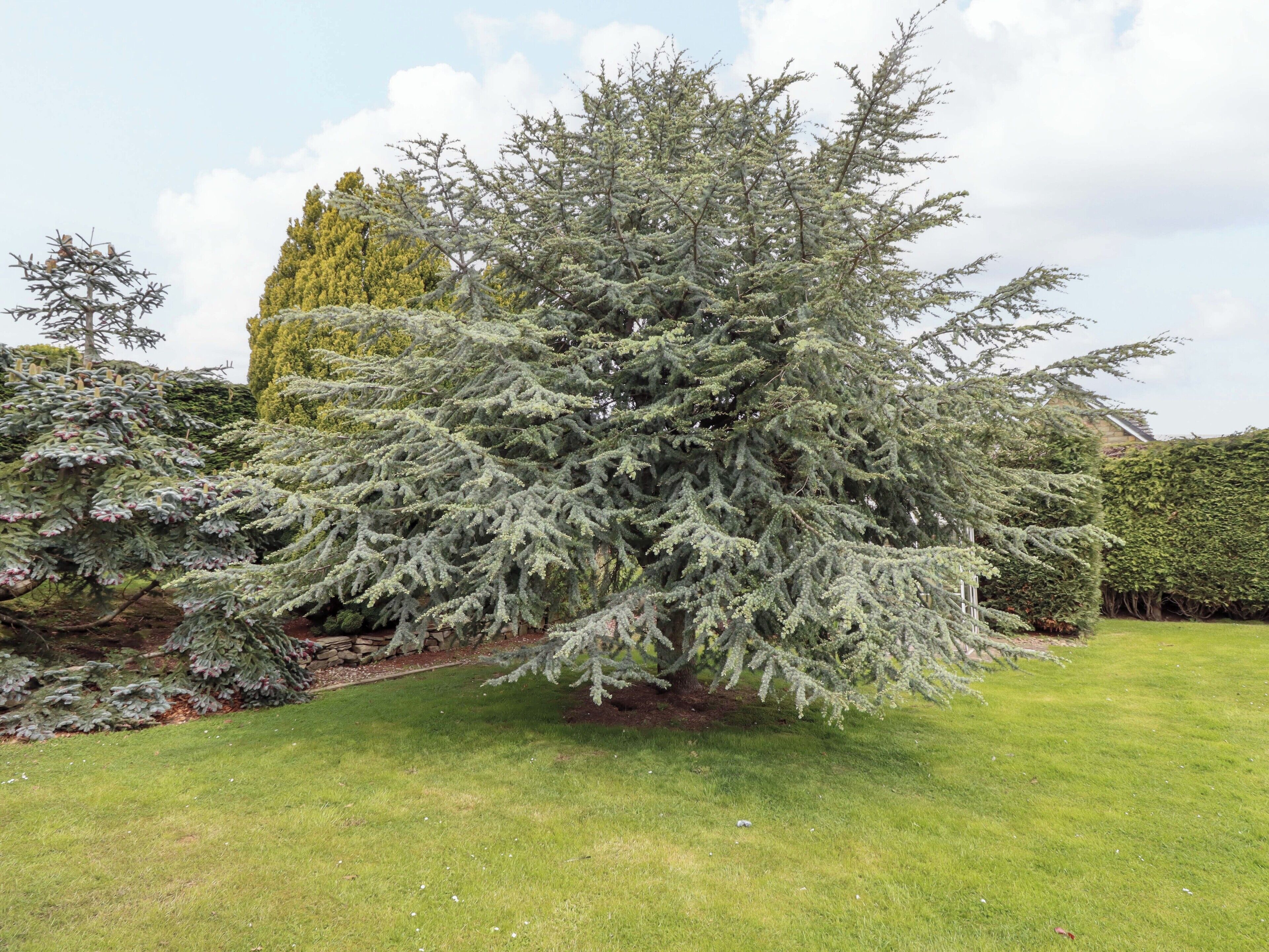 A large coniferous tree in a well-maintained garden with a lawn.
