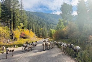 A group of goats crossing a road in a forested area.