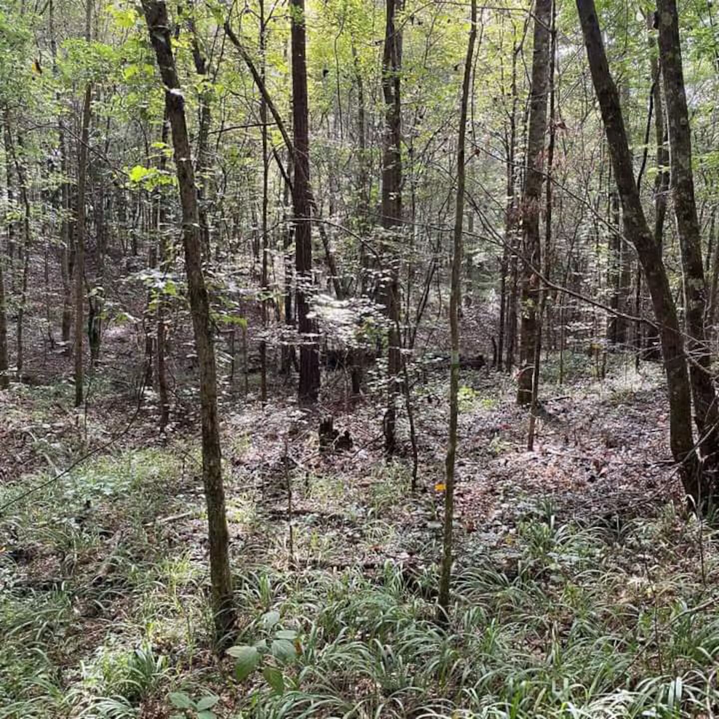 A dense forest with tall trees and underbrush.