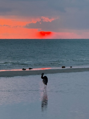 Eine Strandansicht mit einem Vogel, der im flachen Wasser steht, Wellen und einem Sonnenuntergang.