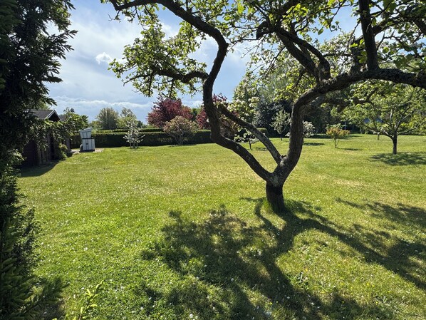 A grassy outdoor area with trees and a building in the background.