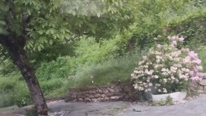 Une terrasse en pierre avec une antenne parabolique, un arbre et un arbuste aux fleurs roses.