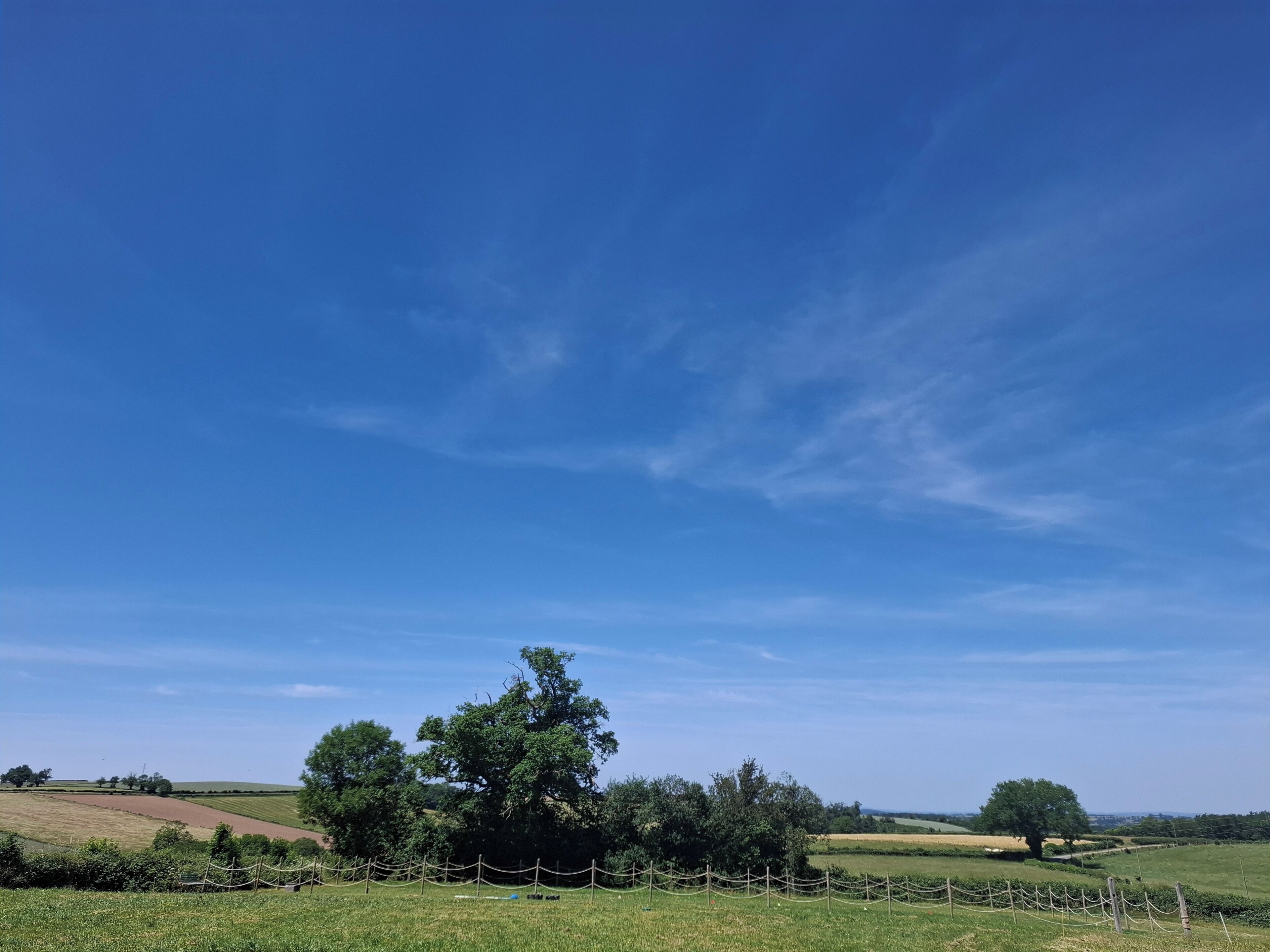 Un paysage rural avec un grand arbre, de vastes champs et un ciel dégagé.