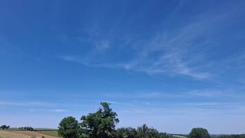 Un paysage rural avec un grand arbre, de vastes champs et un ciel dégagé.