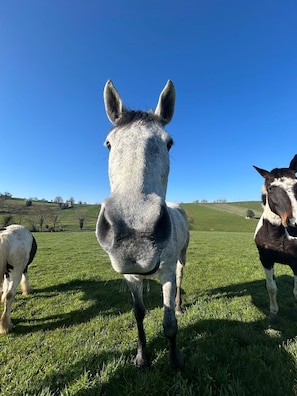 Ein Pferd auf einer grünen Wiese unter blauem Himmel.
