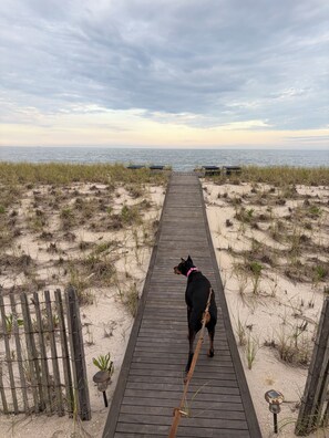 Un muelle de madera que conduce a la playa con un perro con correa.