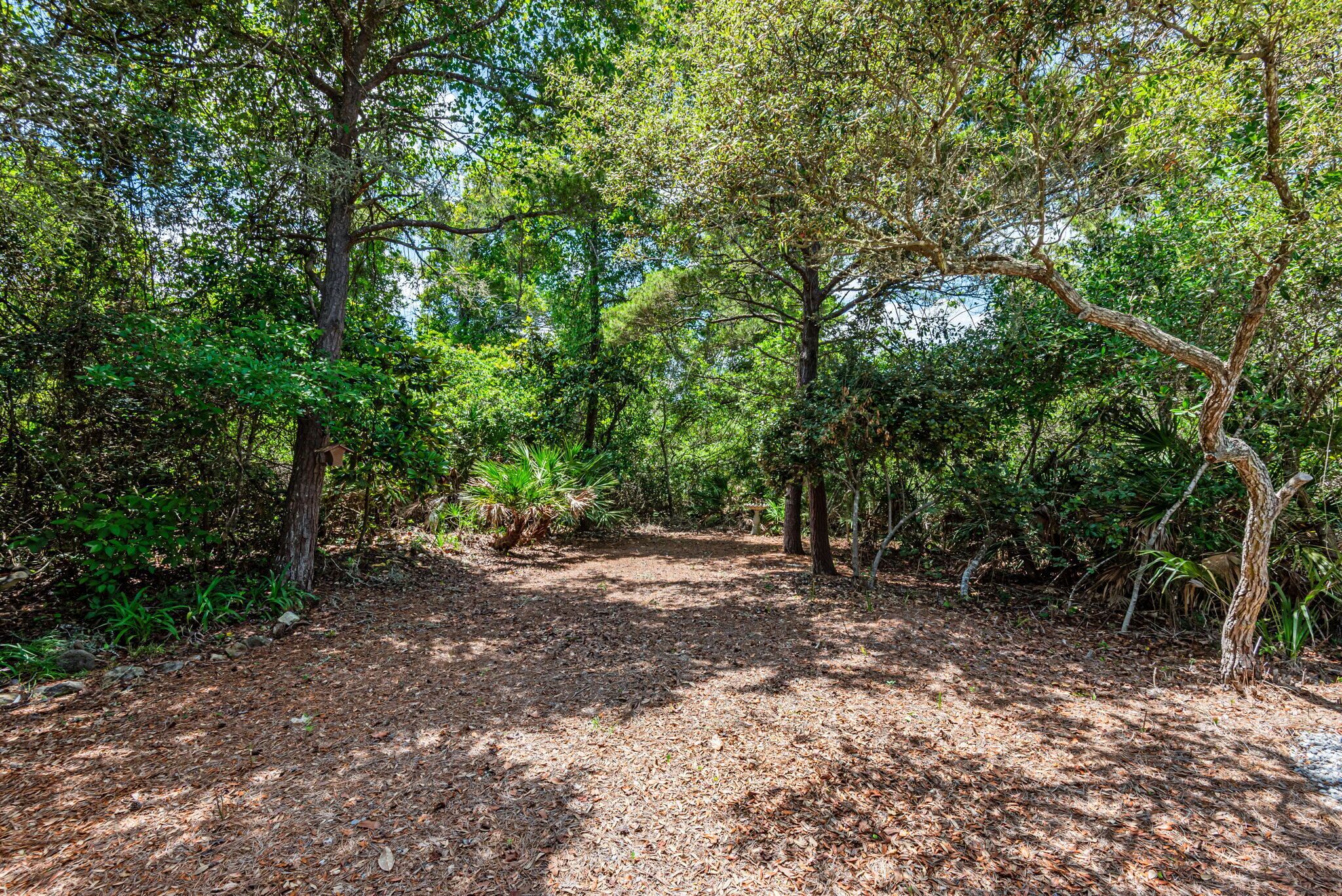 A forested area with a dirt path.