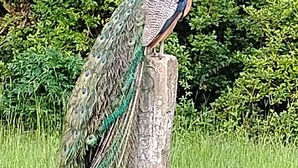 A peacock with a blue head and green tail feathers perched on a wooden post.