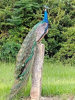 Un paon Ă la tĂȘte bleue et aux plumes de queue vertes Ă©tait perchĂ© sur un poteau en bois.