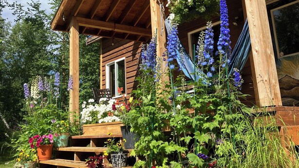 A wooden cabin with a porch, outdoor seating, and a variety of potted plants and flowers. - Beautiful, private  2-bedroom cabin only a few miles from downtown Talkeetna (Talkeetna)