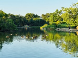 A calm river with ducks swimming, surrounded by lush greenery and trees.