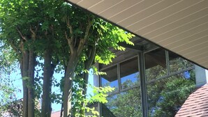 Ein Gebäude mit großen Fenstern, einer Stein-Fassade und einem Baum davor.