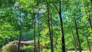 A forested area with a cabin and a wooden structure. - Peaceful retreat above the Delaware River (Pond Eddy)