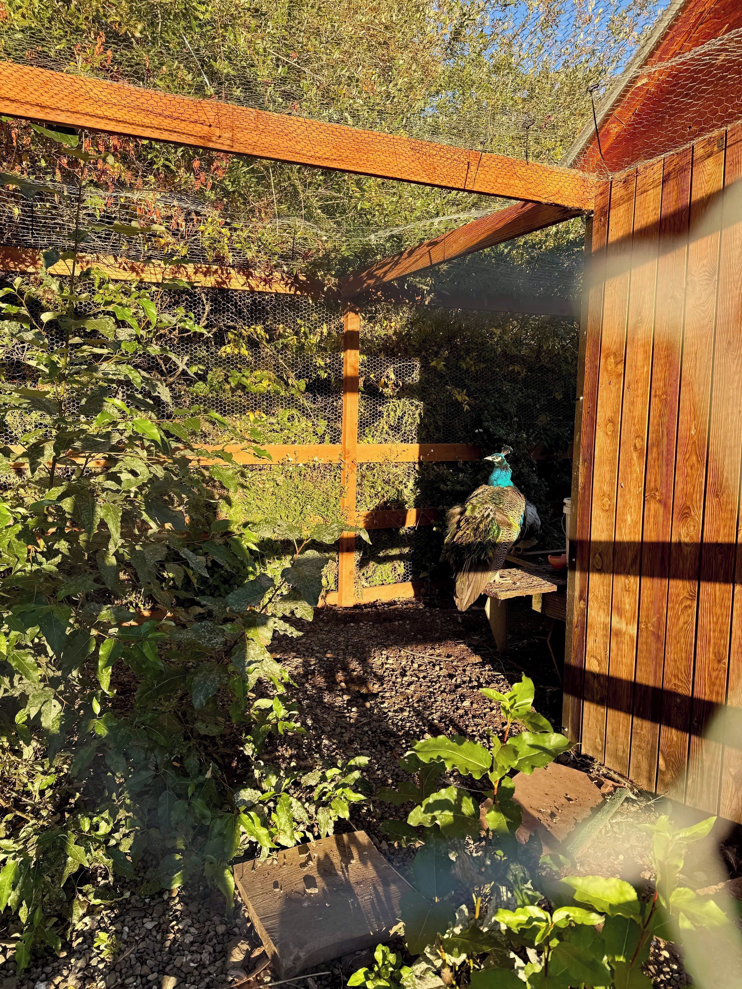 A wooden structure with a mesh fence, surrounded by vegetation.