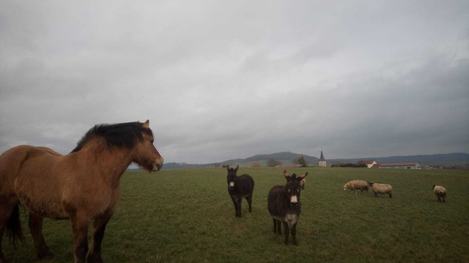 A grassy field with animals, including horses and sheep, and a distant building.