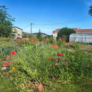 Un jardín con flores rojas, una casa y un cielo azul despejado.