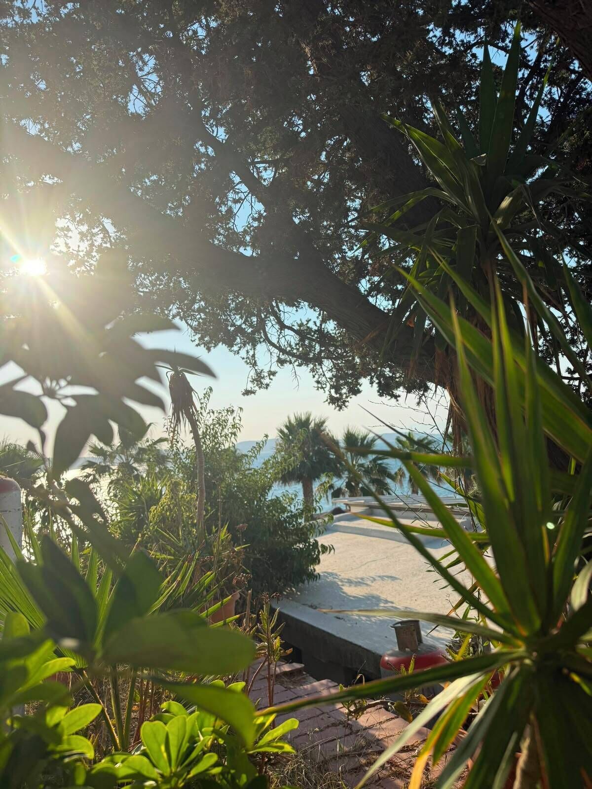 Una spiaggia con palme e cielo sereno.