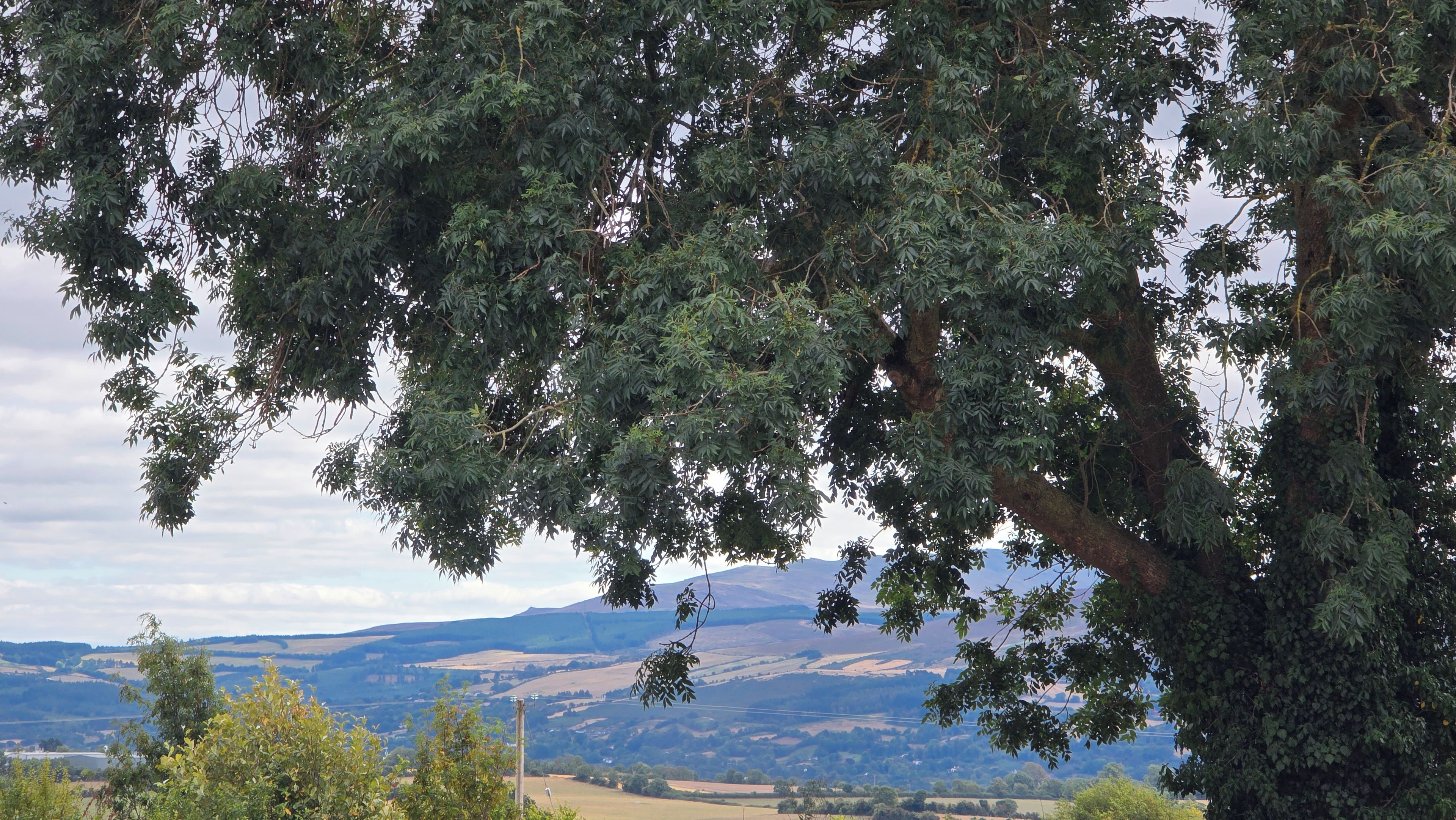 A landscape with a prominent tree in the foreground and rolling hills in the background.
