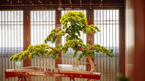 Um quarto japonês tradicional com uma árvore bonsai e um instrumento musical de cordas.