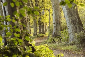 A forest path with trees and a street lamp. - Merle in Plau - Heidenholz (Plau am See)