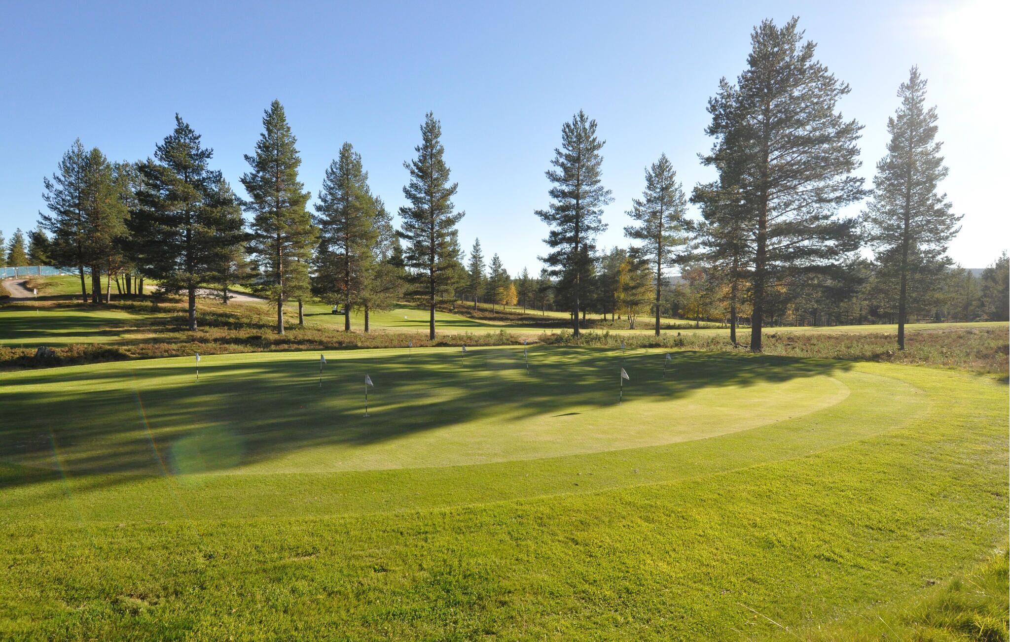 A golf course with a well-maintained green, sand bunkers, and tall pine trees.