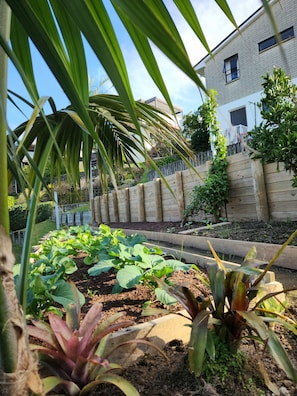 A garden with raised beds, a wooden fence, and a building in the background.