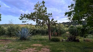 A garden with a large agave plant, a tree, and a path.