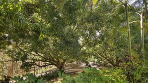 A dense, tropical forest with a variety of trees and undergrowth. - Paso de Lapas: Surrounded by Nature & Pool (Lagunillas)