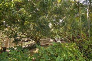 Uma floresta tropical densa, com diversas árvores e vegetação rasteira.