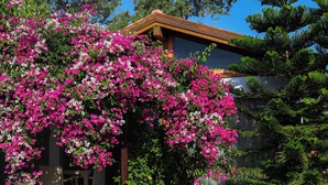 Un edificio con una pérgola cubierta de flores rosadas, una terraza de madera y un césped bien cuidado.