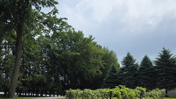 Un camí pavimentat serpegen per una zona verda amb arbres i gespa.