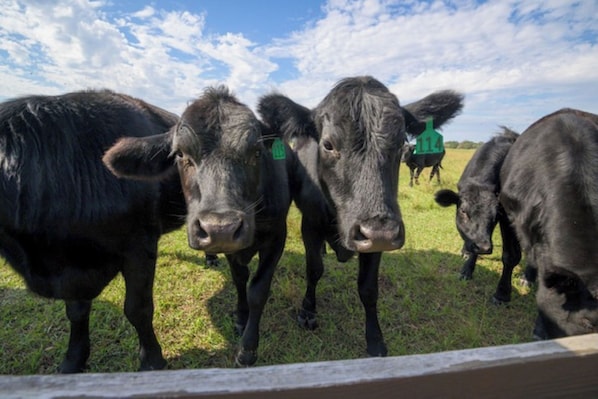 A group of cows in a grassy field.