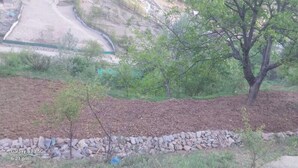 Uma árvore em área ajardinada, com muro de pedra e trilha de terra.