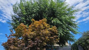 A building with a dark facade, a tree with green and yellow leaves, and a clear blue sky with clouds. - Alali s Guesthouse With tub (Aalali)