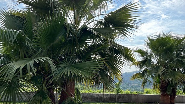 A terrace with four sun loungers, palm trees, and a view of the landscape. - Bed and breakfast with shared pool (10m2) (GODINHAÇOS)