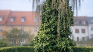 A weeping willow tree with dense foliage, set against a backdrop of buildings with red and white facades. - Java inspired Flat near Central St. (Aalborg)