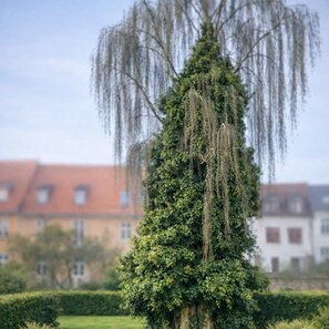 A weeping willow tree with dense foliage, set against a backdrop of buildings with red and white facades.
